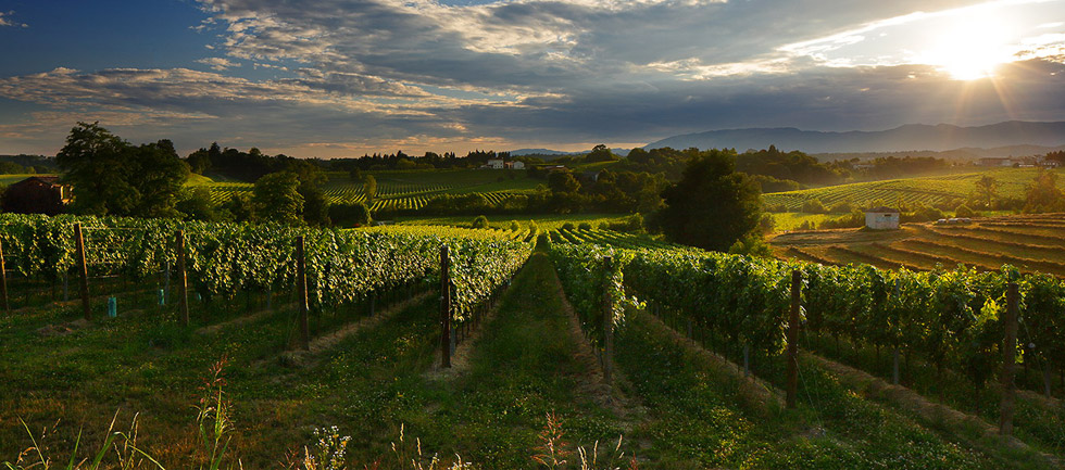 Il Cantiniere D'Italia - Selezione di vini D.O.C.