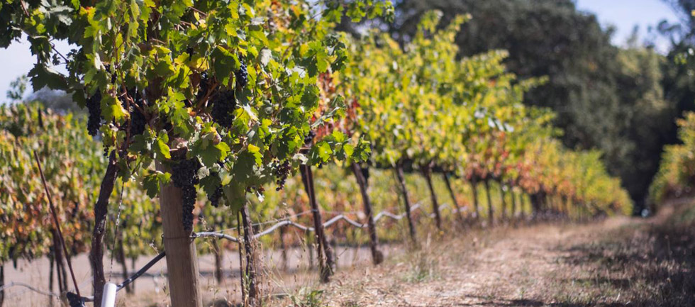 Il Cantiniere D'Italia - Selezione di vini D.O.C.