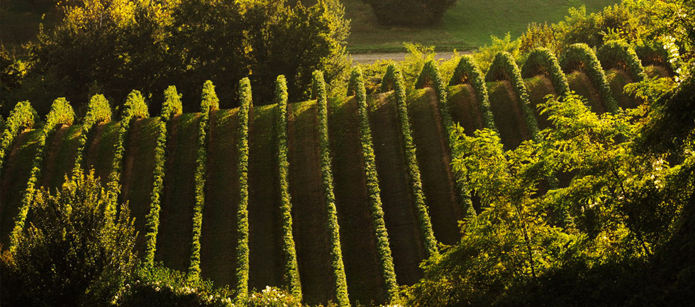 Il Cantiniere D'Italia - Selezione di vini D.O.C.